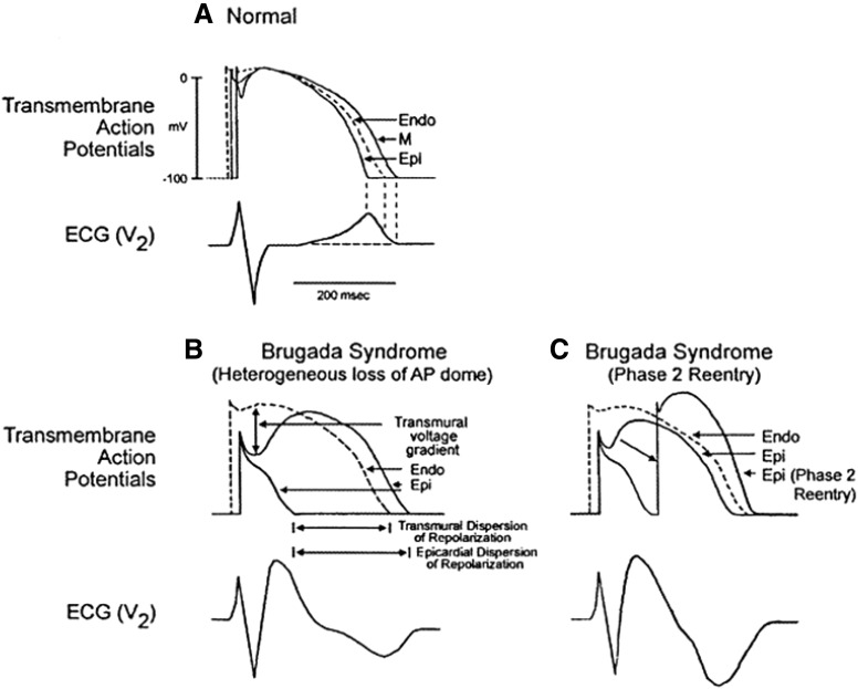 Fig. 6