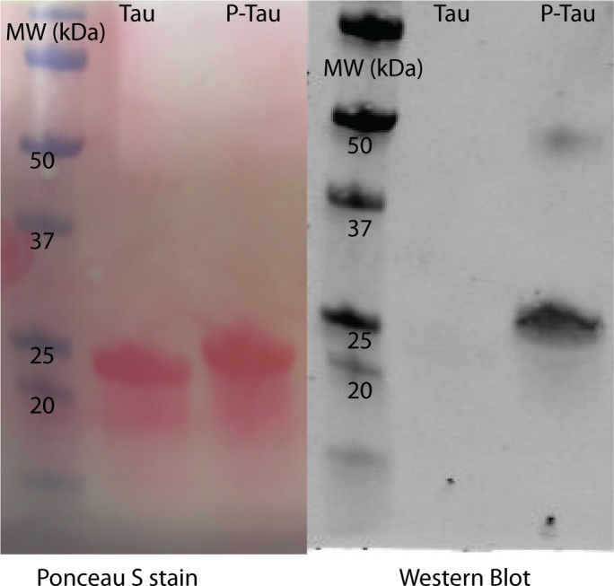 Figure 6—figure supplement 2.