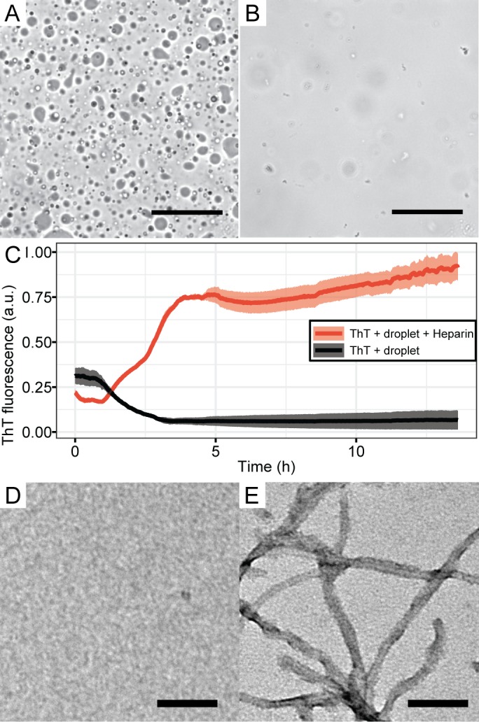 Figure 1—figure supplement 4.