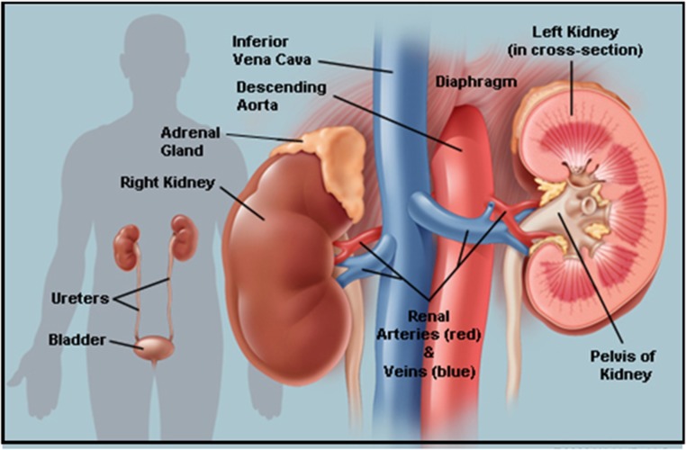 Fig. 9