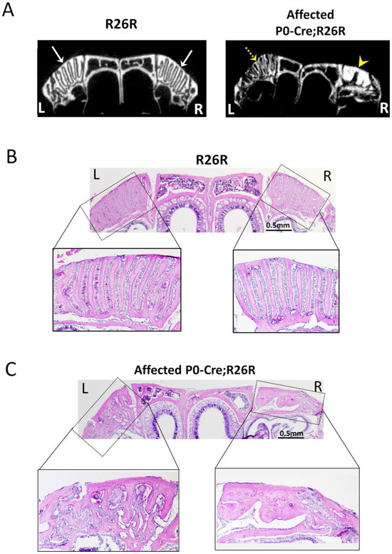 Fig 3.