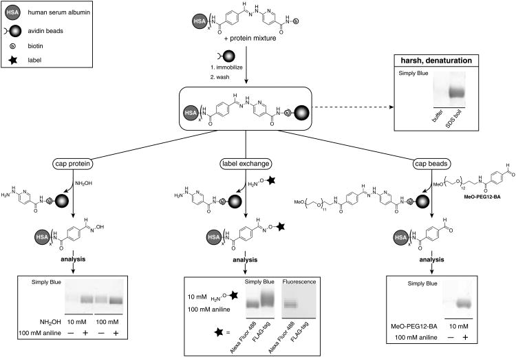 Scheme 2