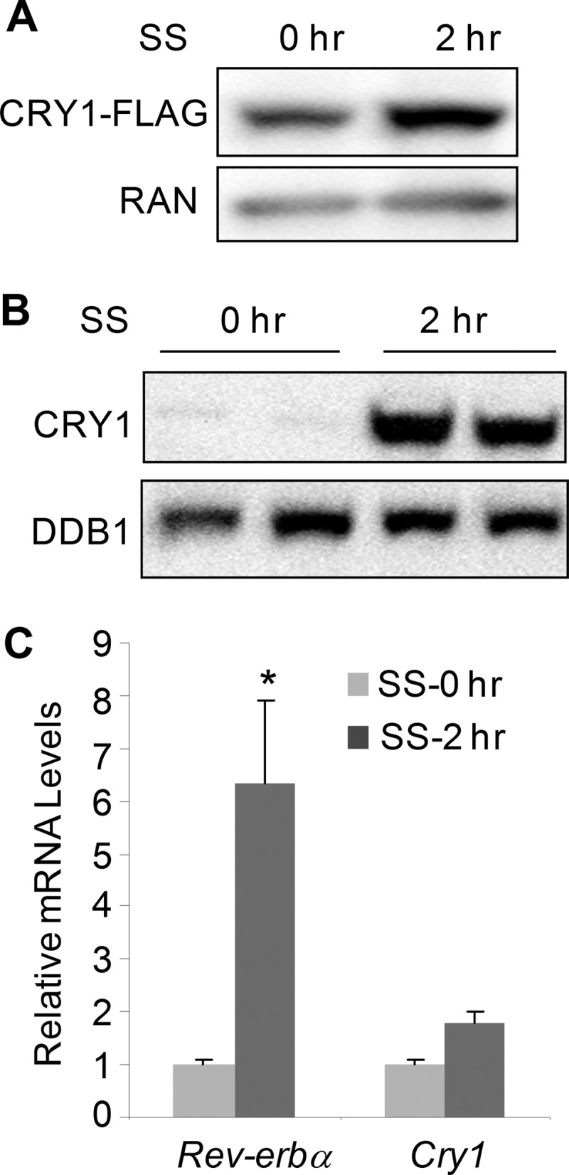 FIGURE 1.