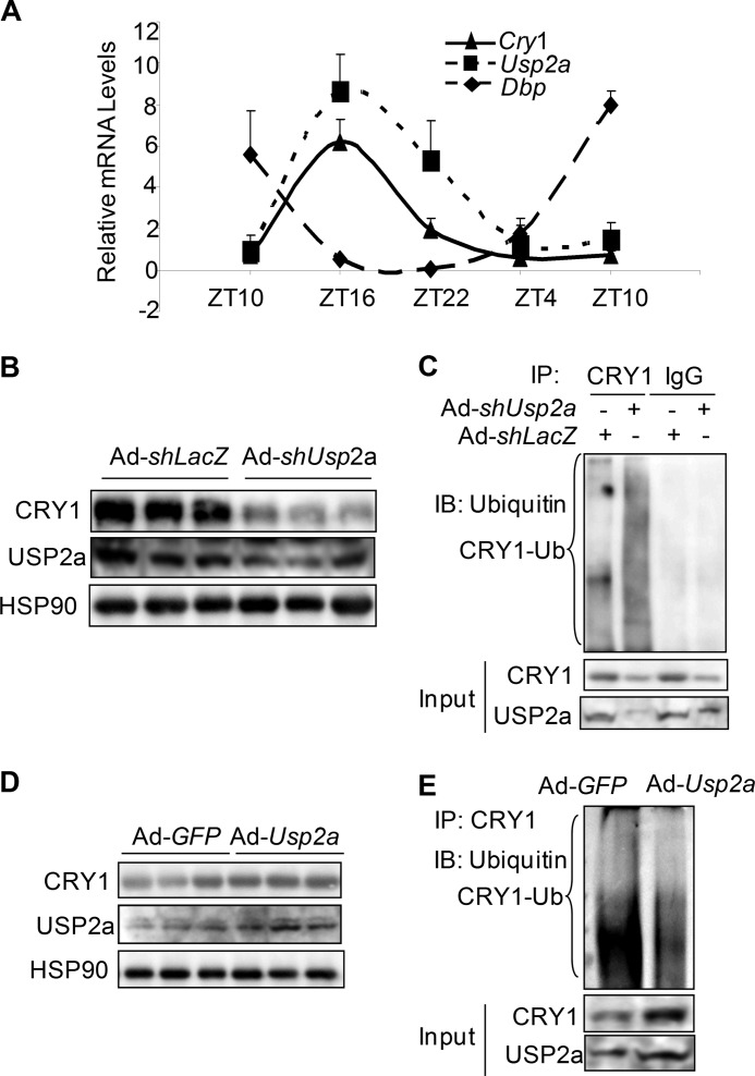 FIGURE 4.