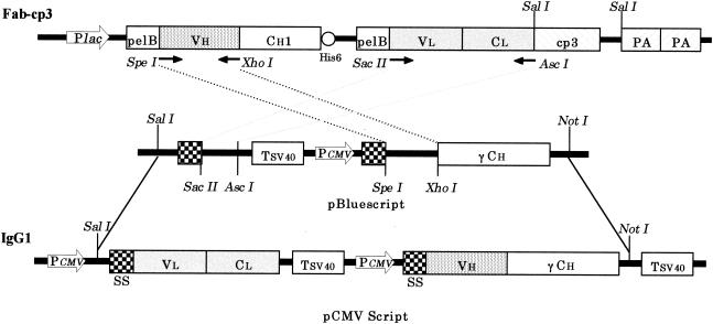 FIG. 1.