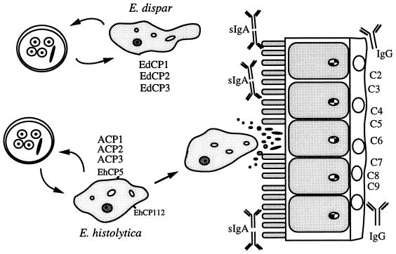 FIG. 1