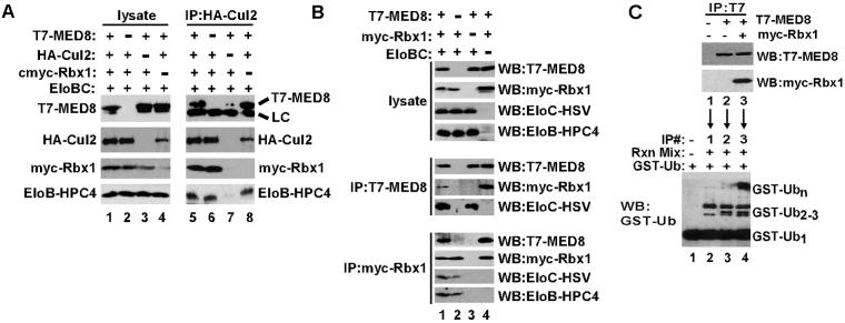 Fig 3.