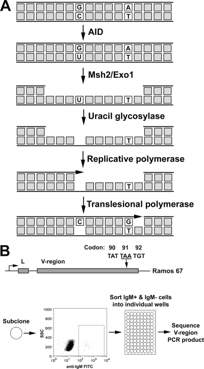 FIG. 1.