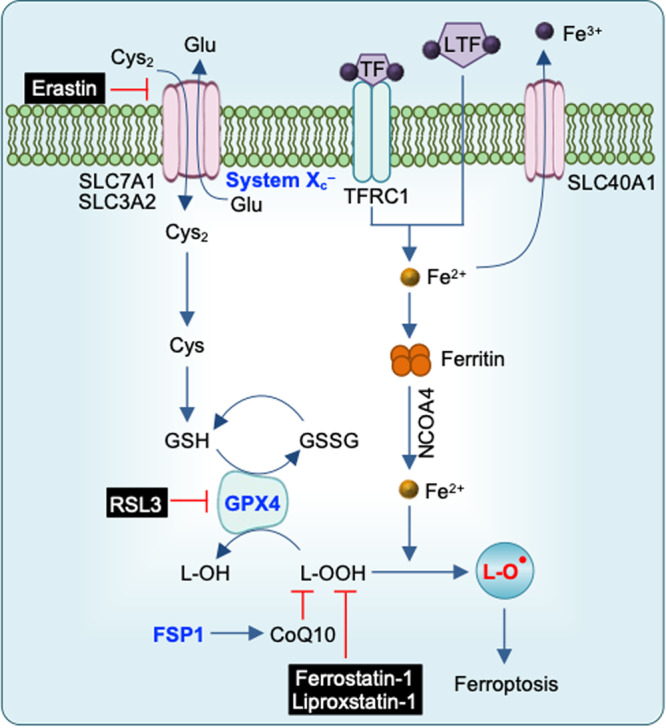 Fig. 4