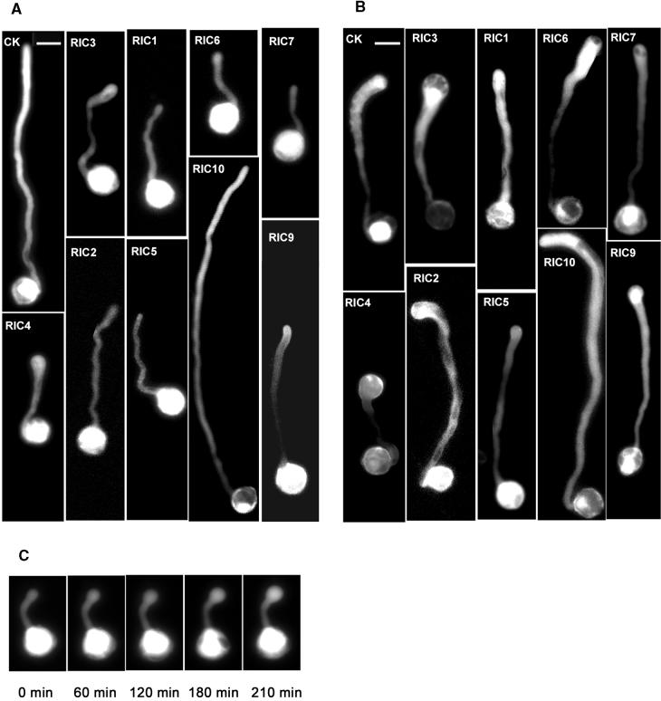 Figure 4.