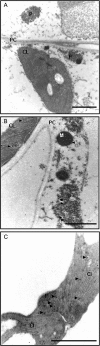 Fig. 5.
