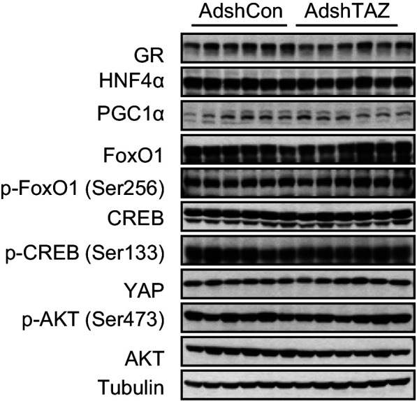 Figure 2—figure supplement 2.