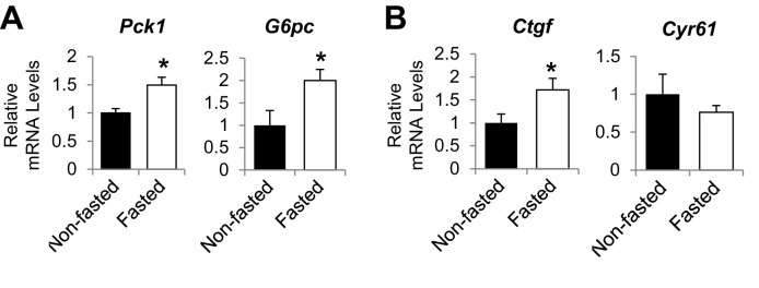 Figure 1—figure supplement 1.