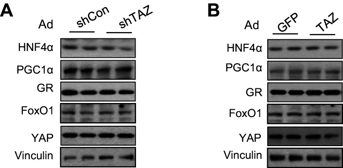 Figure 4—figure supplement 2.