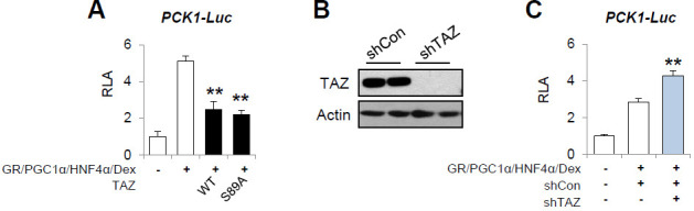 Figure 5—figure supplement 1.