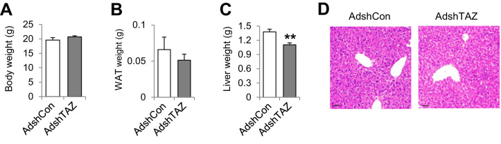 Figure 2—figure supplement 1.