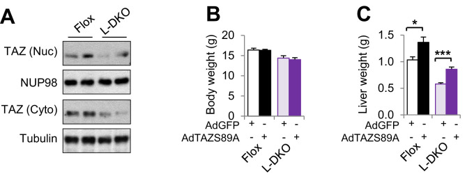 Figure 8—figure supplement 1.