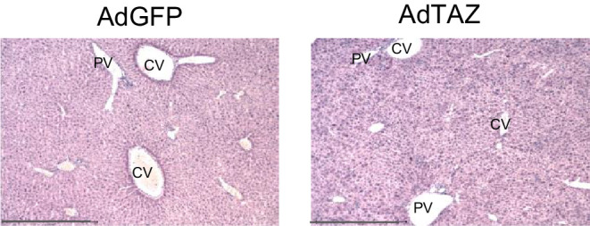 Figure 3—figure supplement 1.