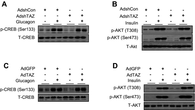 Figure 4—figure supplement 3.