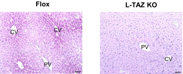 Figure 1—figure supplement 2.