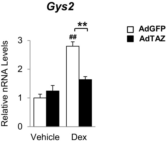 Figure 4—figure supplement 1.