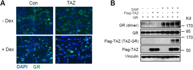 Figure 5—figure supplement 3.