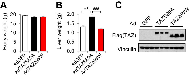 Figure 7—figure supplement 1.