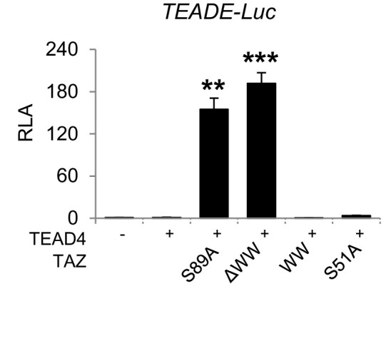 Figure 5—figure supplement 2.