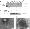 FIG. 1.