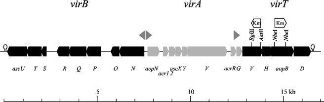 FIG. 1.