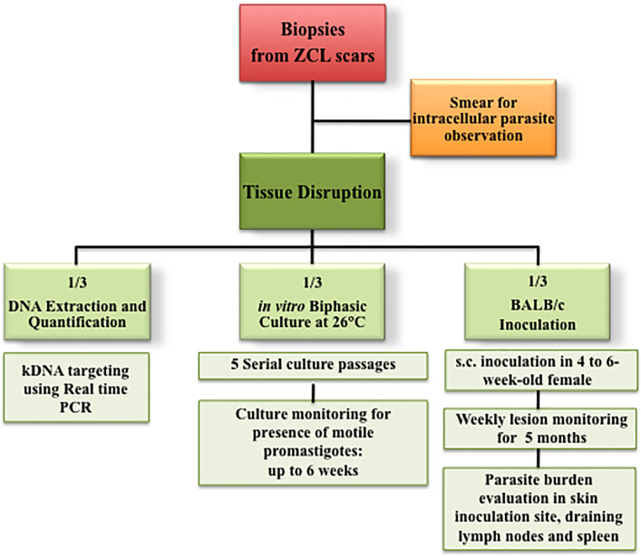 Figure 1