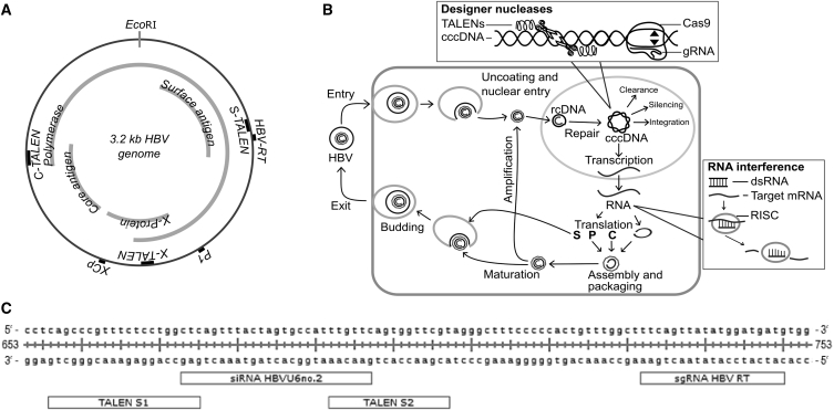 Figure 1