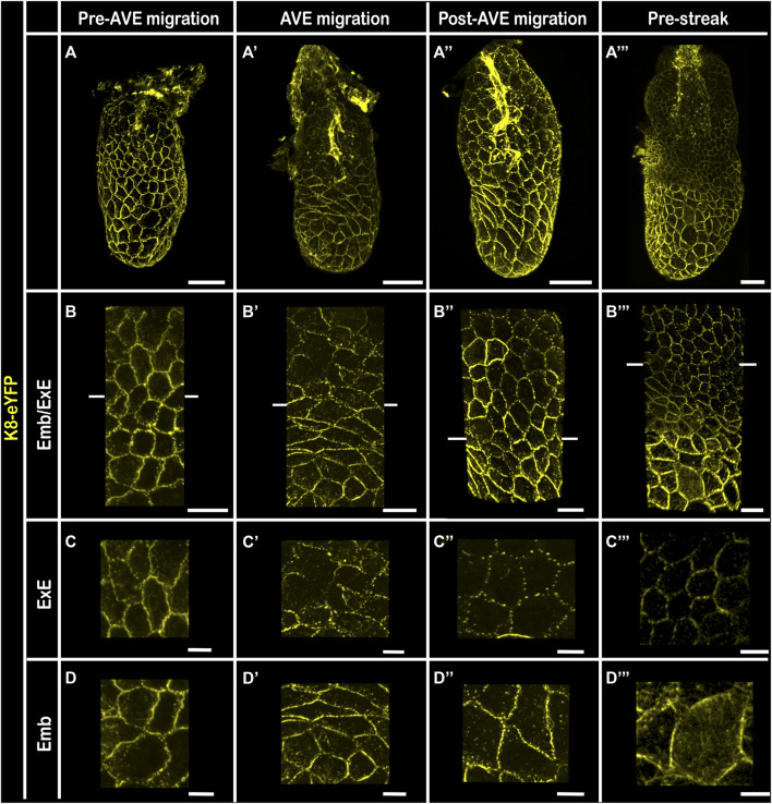 FIGURE 4