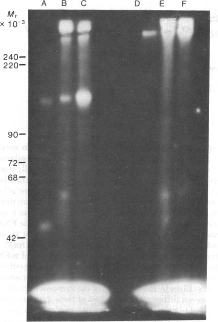 graphic file with name pnas00010-0181-a.jpg