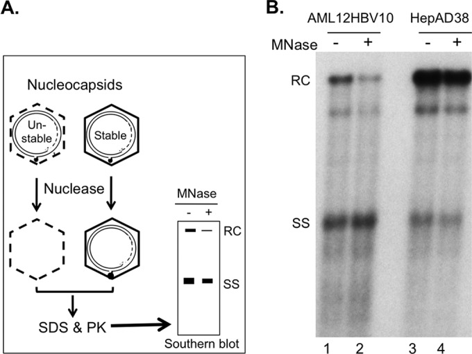 FIG 3