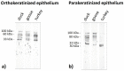 Figure 21