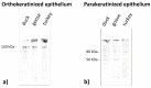 Figure 22
