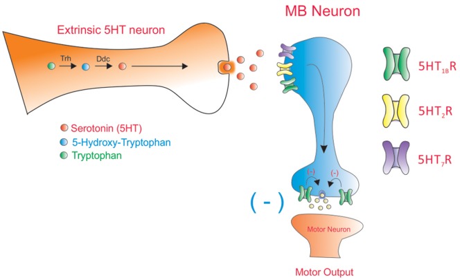 Figure 7