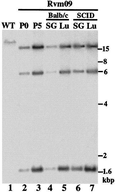 FIG. 8