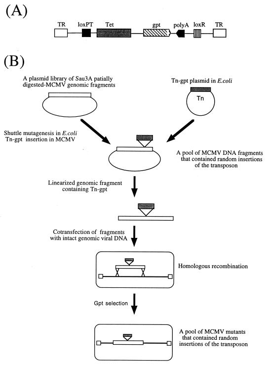 FIG. 1