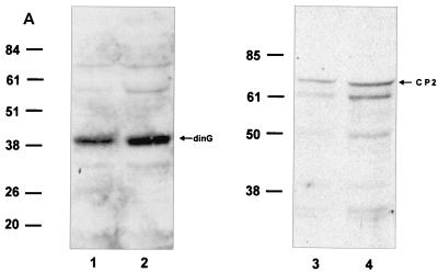 FIG. 5.