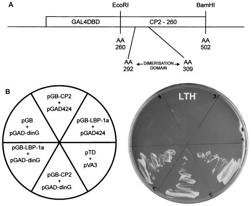 FIG. 1.