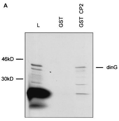 FIG. 2.