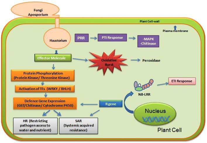 Fig. 7