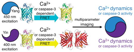 graphic file with name nihms2610u1.jpg