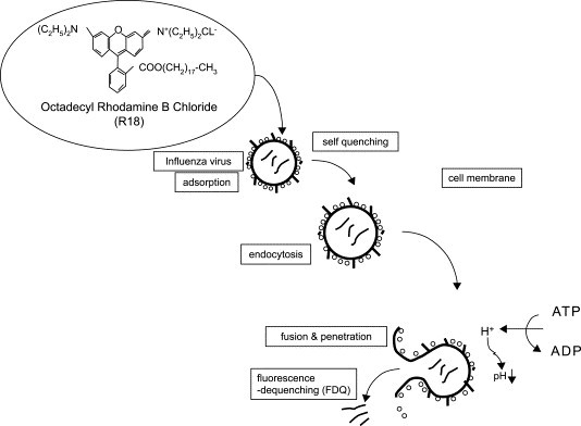 Fig. 3