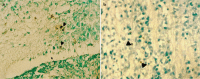 FIG. 2. a, b.