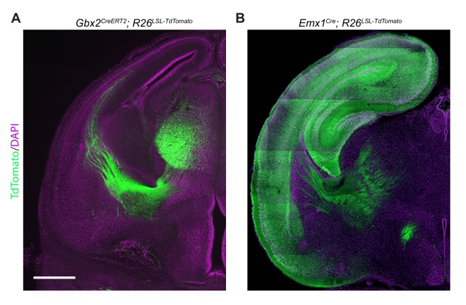 Figure 3—figure supplement 2.