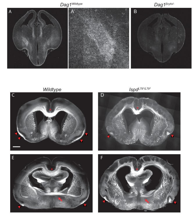 Figure 2—figure supplement 1.