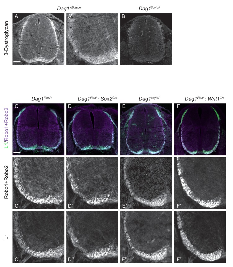 Figure 1—figure supplement 1.